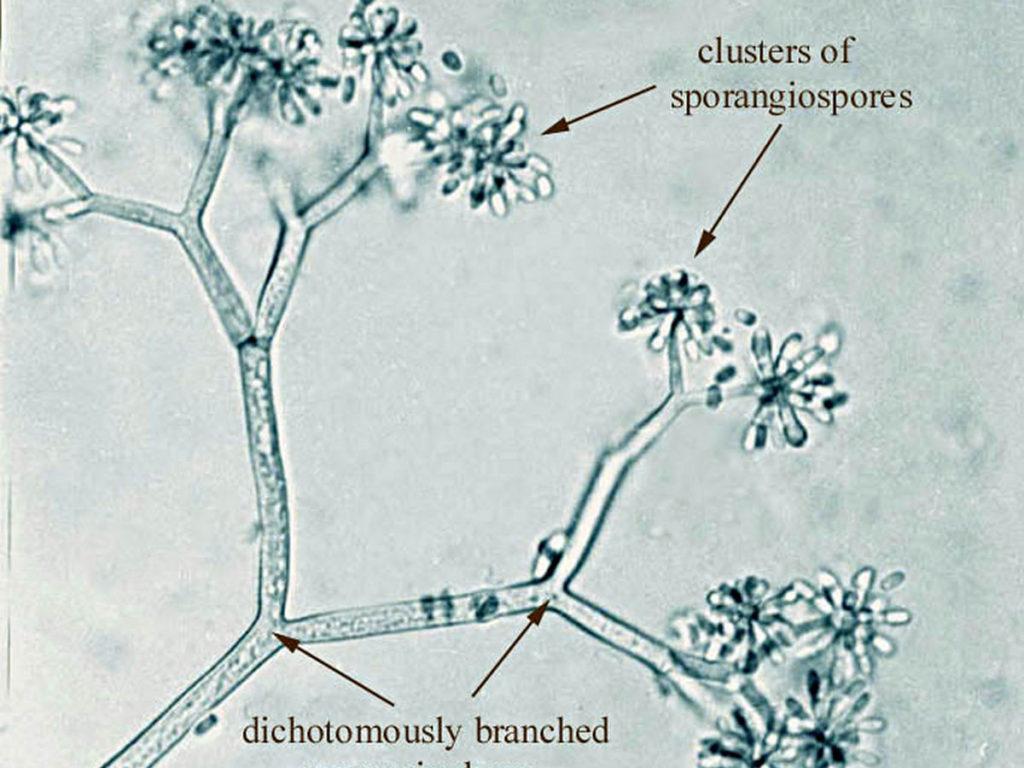 Understanding Mold Growth in Humid Environments