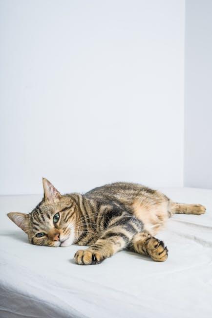 Top Features to Look For in Pet Hair Vacuum Cleaners