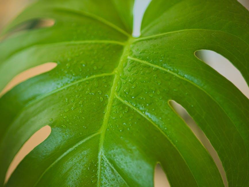 Conquering Moisture: Effective Treatments and Finishes for Humid Environments