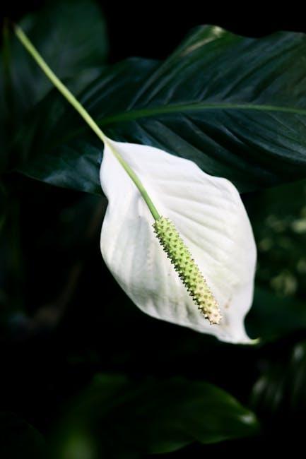 Choosing the Right Air Purifier for Allergy Relief